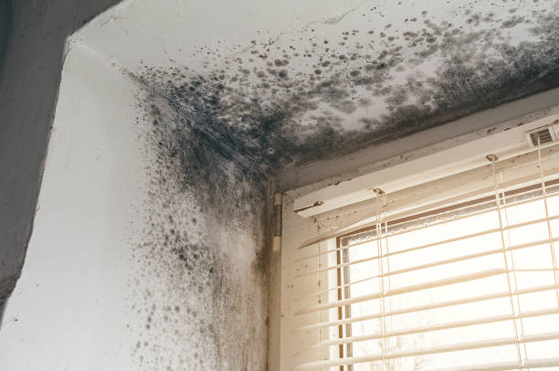 Affordable Mold Inspection And Testing solutions in Kulpmont, PA